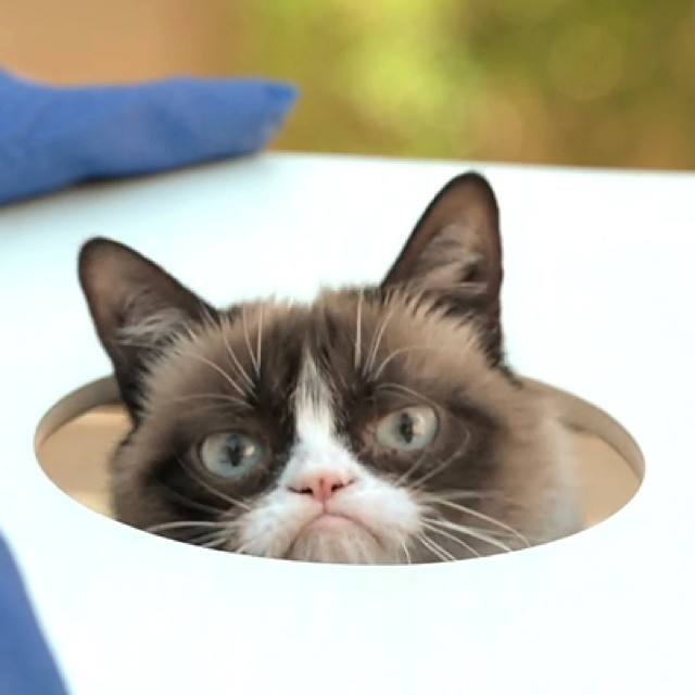 La gata gruñona que hizo que su dueña ganara 80 millones de euros