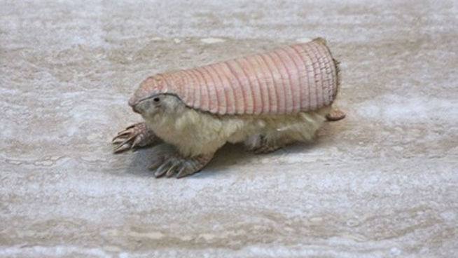 Pichiciego pampeano (Chlamyphorus truncatus). 