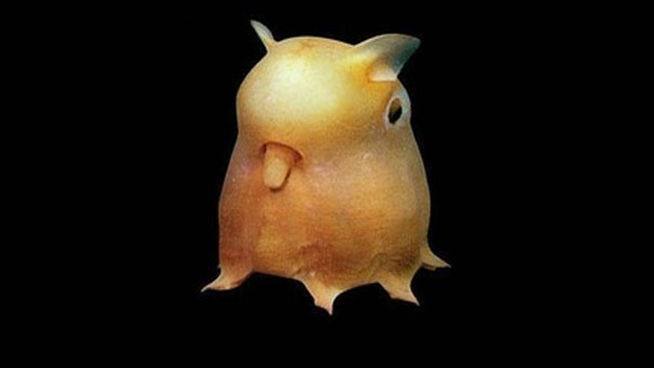 Pulpo Dumbo (Grimpoteuthis). 