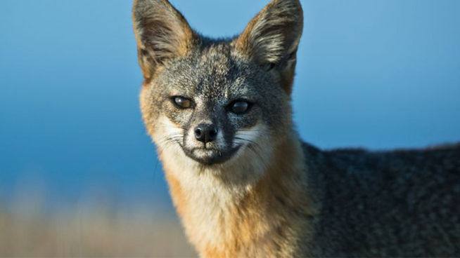 Zorro de Channel Island. 