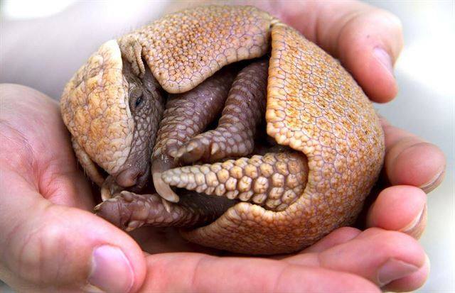 Armadillo