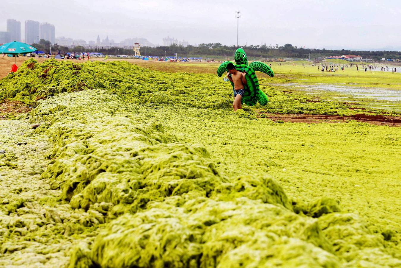 Las algas toman la playa china de Qingdao