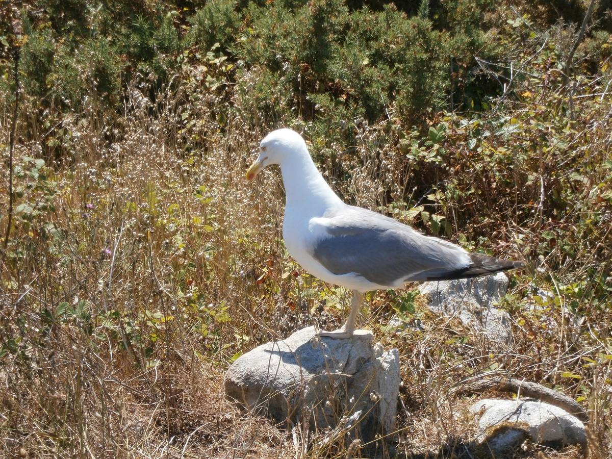 Gaviota descansando.. 