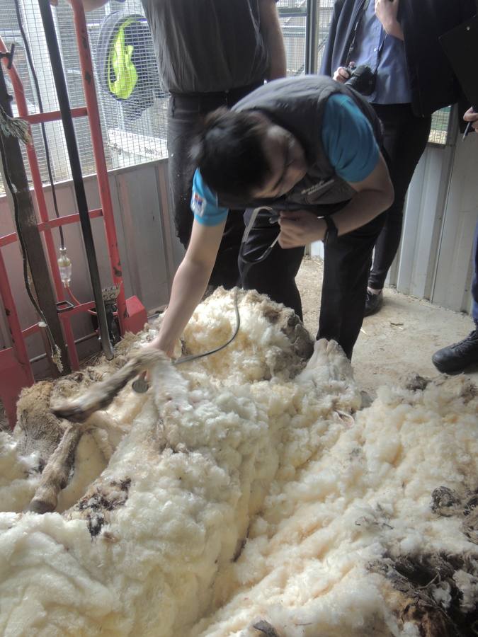 Récord mundial: una oveja con 42 kilos de lana