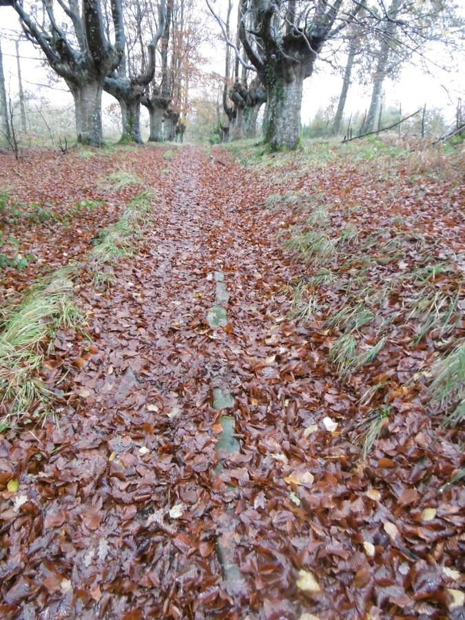 La hojarasca oculta el empedrado. 