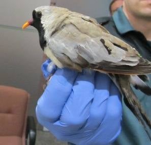 Tórtola viva procedente de Senegal.