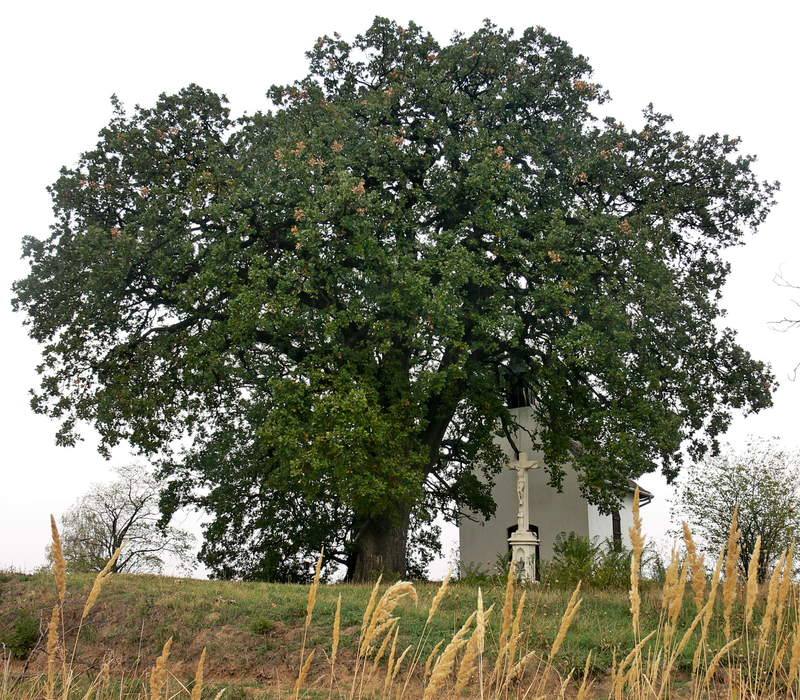 Hungría: Roble de Bataszek. Es el único superviviente de un bosque húngaro del siglo XVIII. Crece al lado de una capilla que se levantó para dar gracias por el fin de una epidemia de peste. Los agricultores rocían con vino su tronco antes de iniciar la vendimia