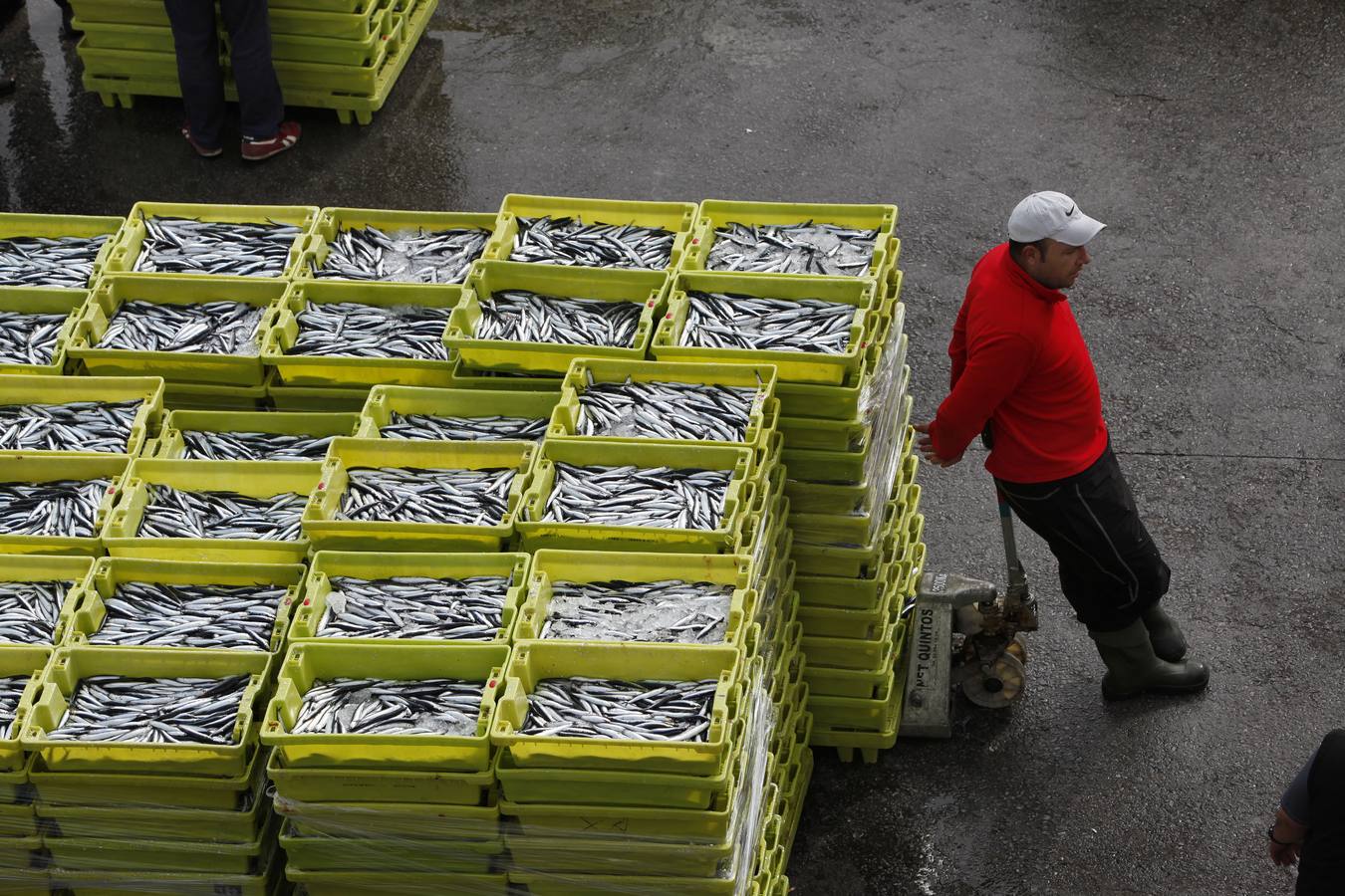 La campaña de la anchoa desborda al puerto de Ondarroa