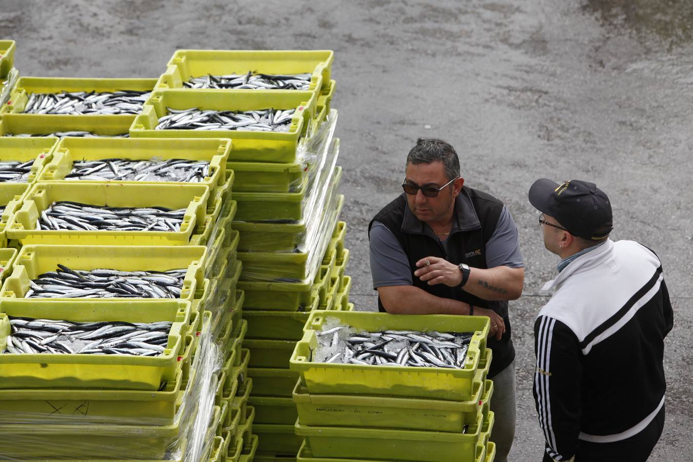 La campaña de la anchoa desborda al puerto de Ondarroa