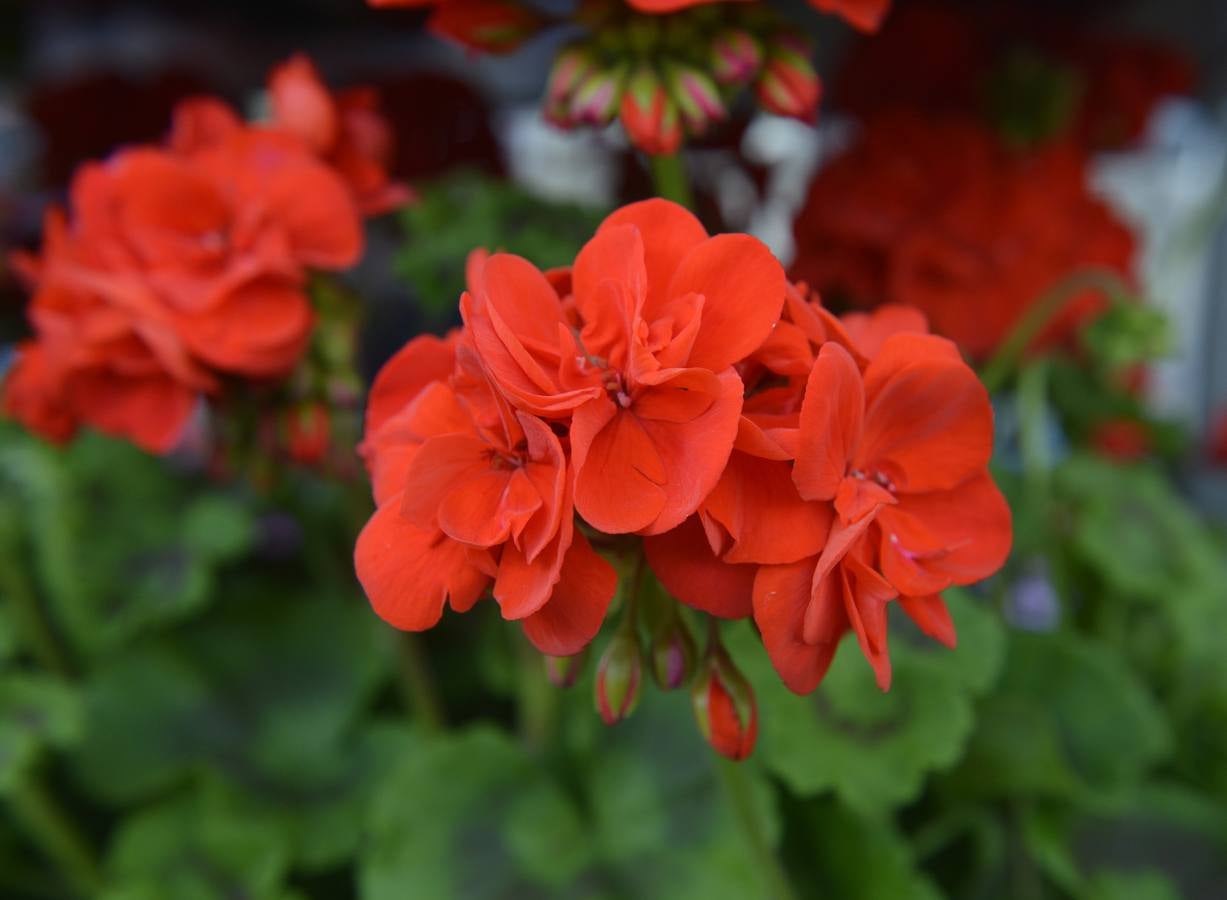 Mercado de las flores de El Arenal