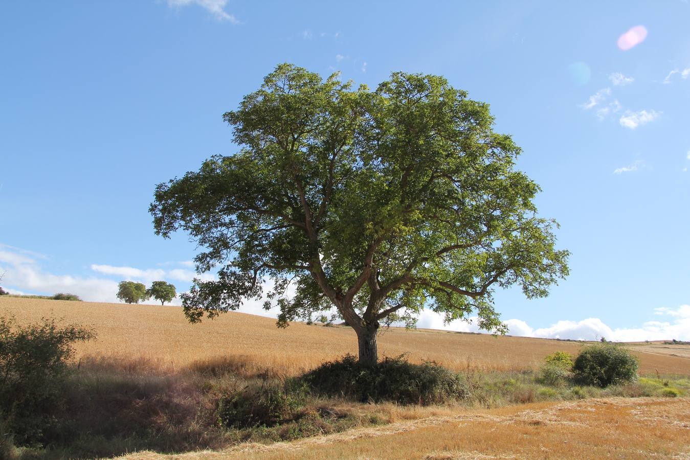 El nogal en medio de los trigales. En la localidad de Armiñón, este árbol es excepcional porque han desaparecido casi todos sus hermanos y recuerda un paisaje que se ha perdido. Figura: Árbol singular