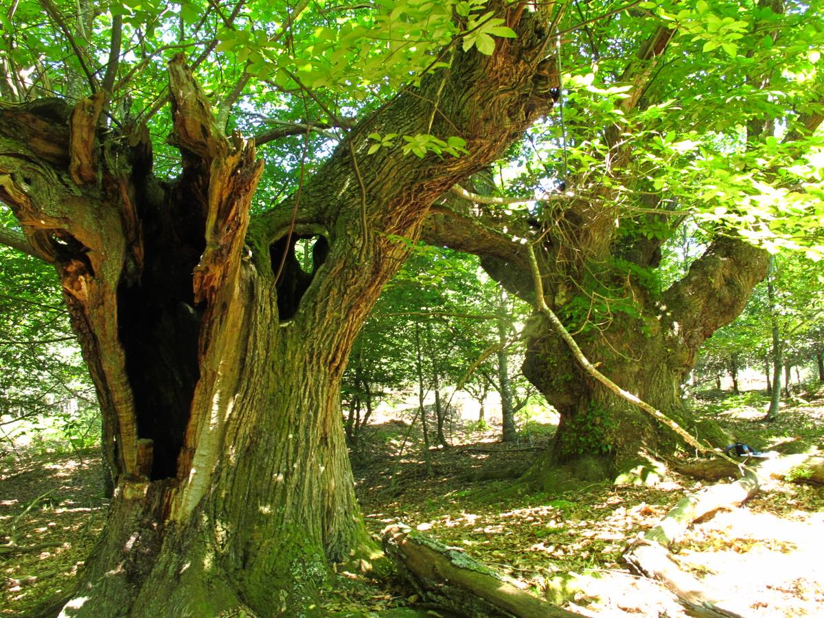 Bosques de castaños en Murua. En el parque natural del Gorbea, en Murua. Resto de los castañares del monte, diezmados por la tinta. Figura: Arboleda singular