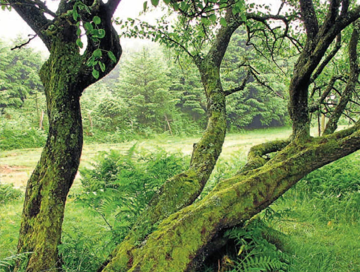 Peral silvestre de gran belleza. En el parque natural del Gorbea, en Zigoitia, esta arbol singular lo es por su rareza en un paisaje espectacular y belleza de conjunto con varios majuelos