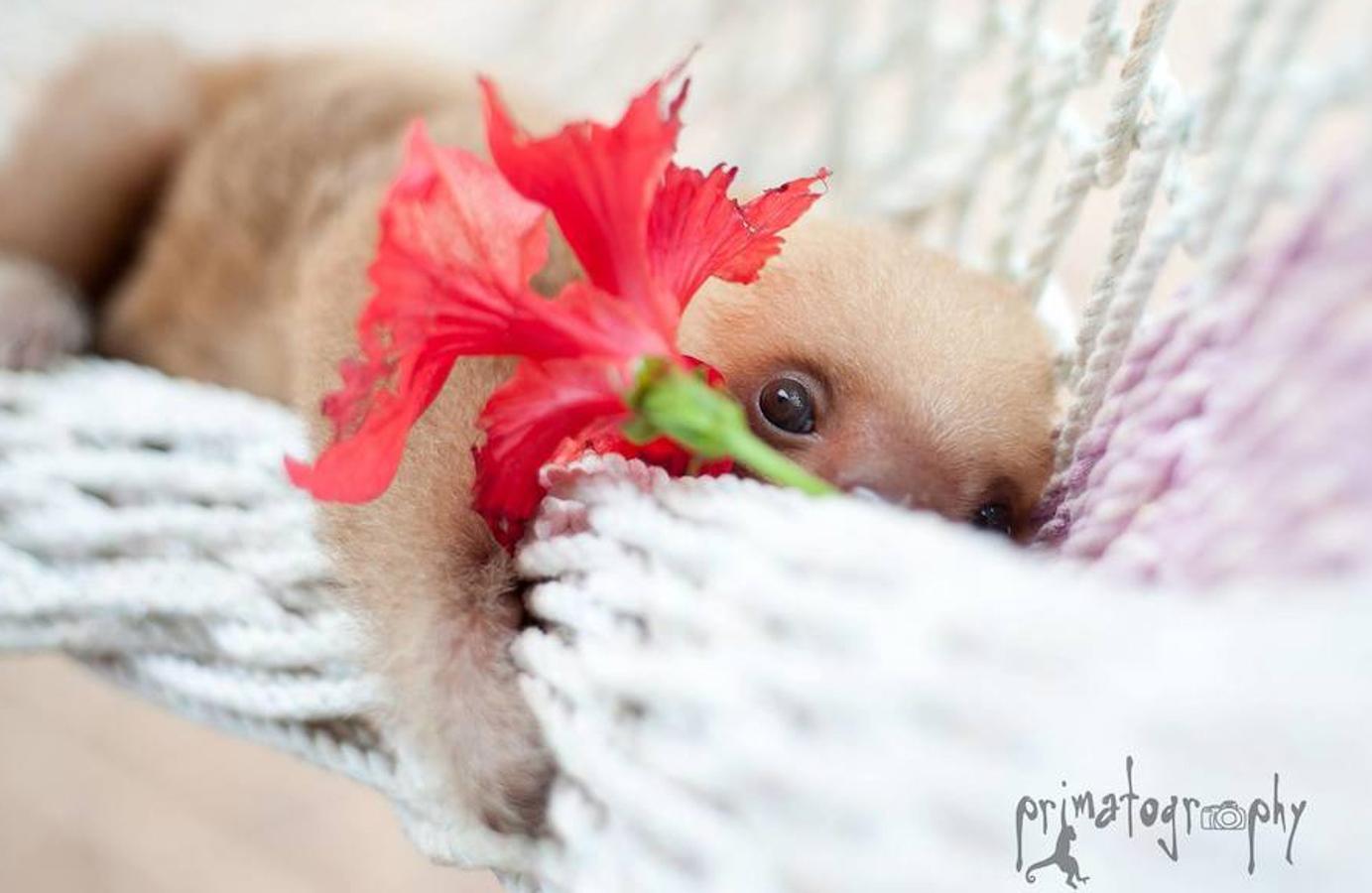 Los bebés perezosos más tiernos del planeta. La zoóloga estadounidense Sam Trull cofundó El Instituto de Perezosos donde se acogen a ejemplares heridos, pero sobre todo a crías huérfanas a las que alimentan y cuidan hasta que las liberan ya adultas