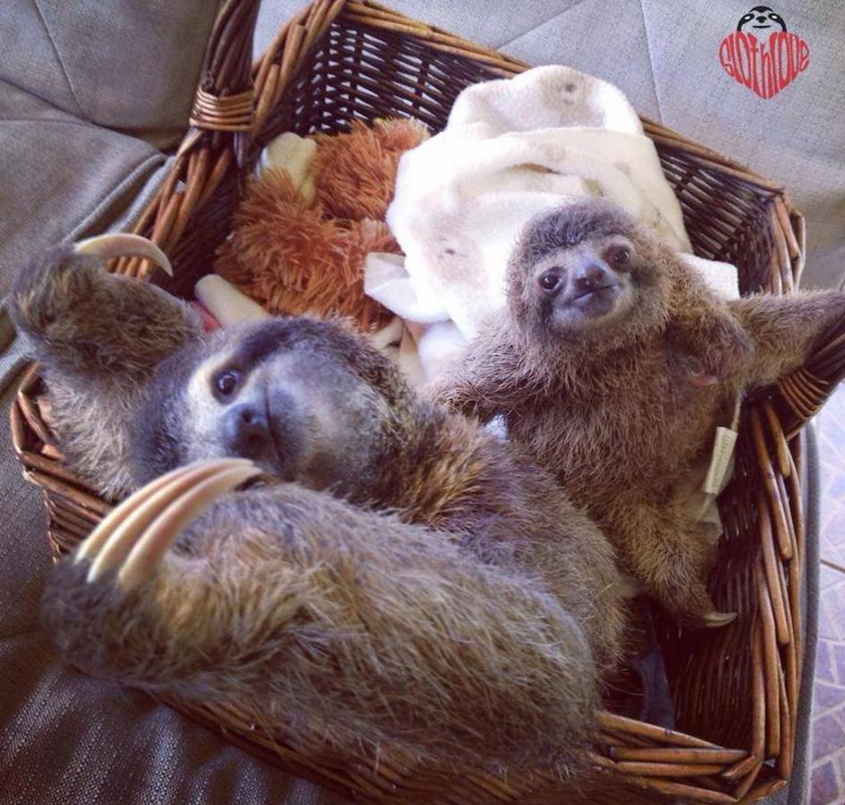 Los bebés perezosos más tiernos del planeta. La zoóloga estadounidense Sam Trull cofundó El Instituto de Perezosos donde se acogen a ejemplares heridos, pero sobre todo a crías huérfanas a las que alimentan y cuidan hasta que las liberan ya adultas