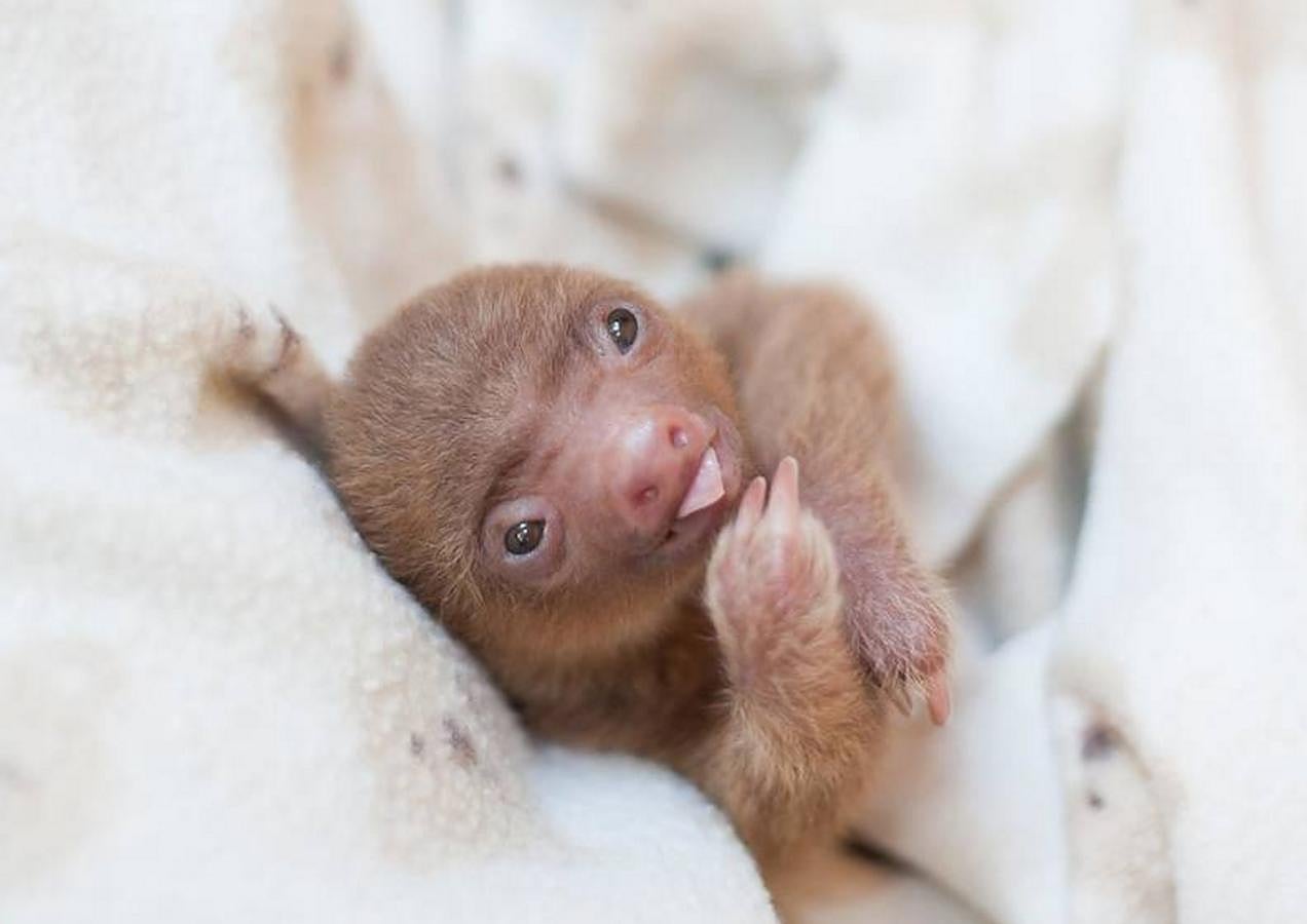 Los bebés perezosos más tiernos del planeta. La zoóloga estadounidense Sam Trull cofundó El Instituto de Perezosos donde se acogen a ejemplares heridos, pero sobre todo a crías huérfanas a las que alimentan y cuidan hasta que las liberan ya adultas