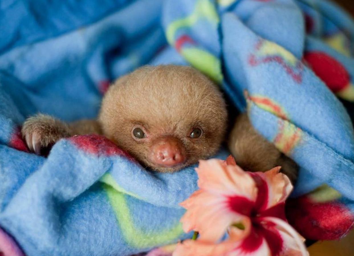 Los bebés perezosos más tiernos del planeta. La zoóloga estadounidense Sam Trull cofundó El Instituto de Perezosos donde se acogen a ejemplares heridos, pero sobre todo a crías huérfanas a las que alimentan y cuidan hasta que las liberan ya adultas