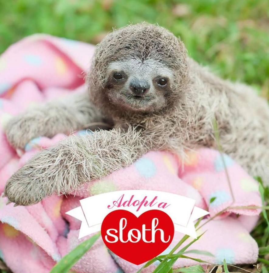 Los bebés perezosos más tiernos del planeta. La zoóloga estadounidense Sam Trull cofundó El Instituto de Perezosos donde se acogen a ejemplares heridos, pero sobre todo a crías huérfanas a las que alimentan y cuidan hasta que las liberan ya adultas