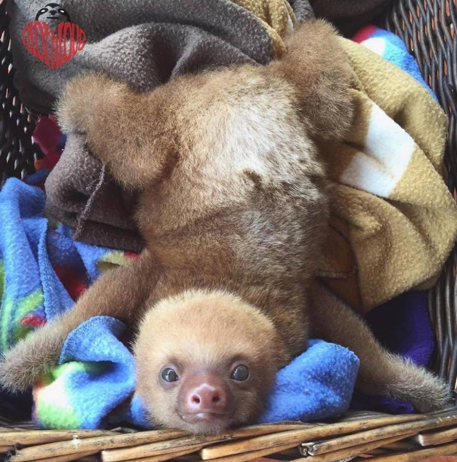 Los bebés perezosos más tiernos del planeta. La zoóloga estadounidense Sam Trull cofundó El Instituto de Perezosos donde se acogen a ejemplares heridos, pero sobre todo a crías huérfanas a las que alimentan y cuidan hasta que las liberan ya adultas