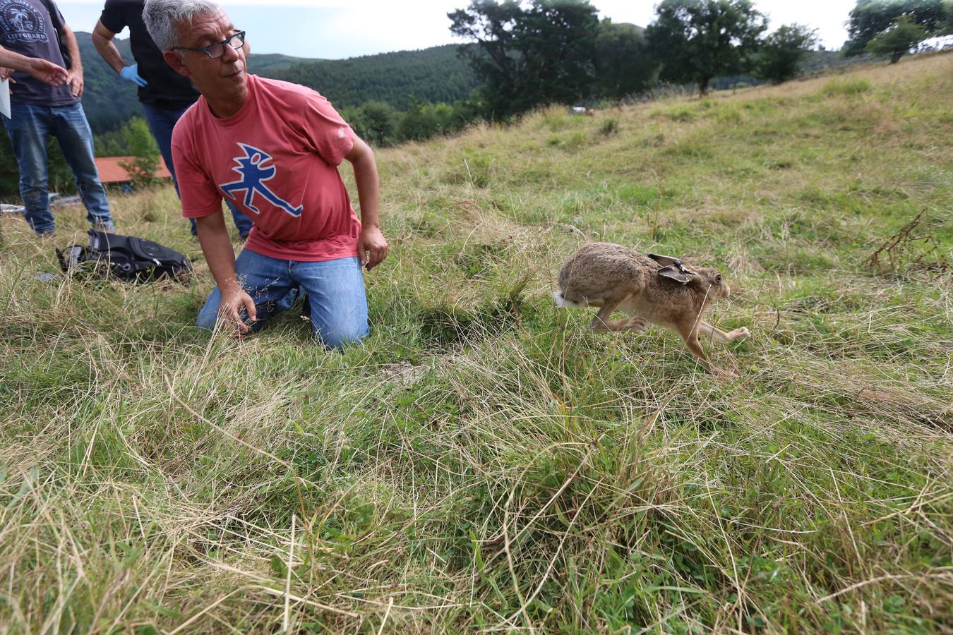 La Diputación suelta 15 liebres europeas para contribuir a la recuperación de la especie en Bizkaia