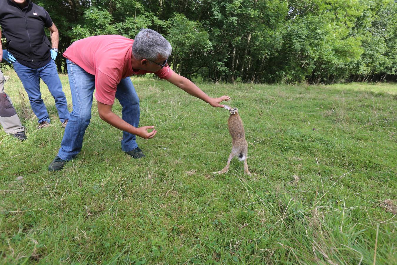 La Diputación suelta 15 liebres europeas para contribuir a la recuperación de la especie en Bizkaia