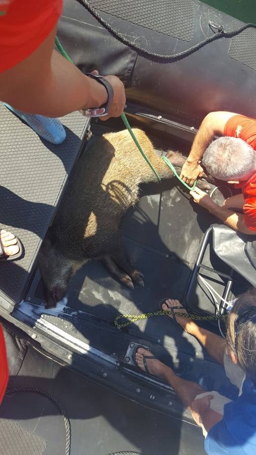 La Ertzaintza rescata a un jabalí de morir ahogado en Gipuzkoa