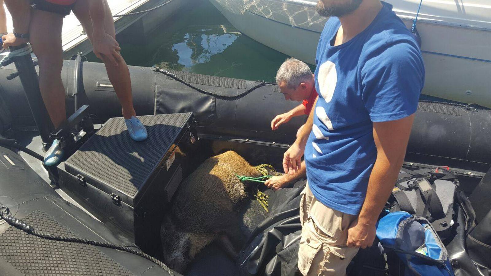 La Ertzaintza rescata a un jabalí de morir ahogado en Gipuzkoa