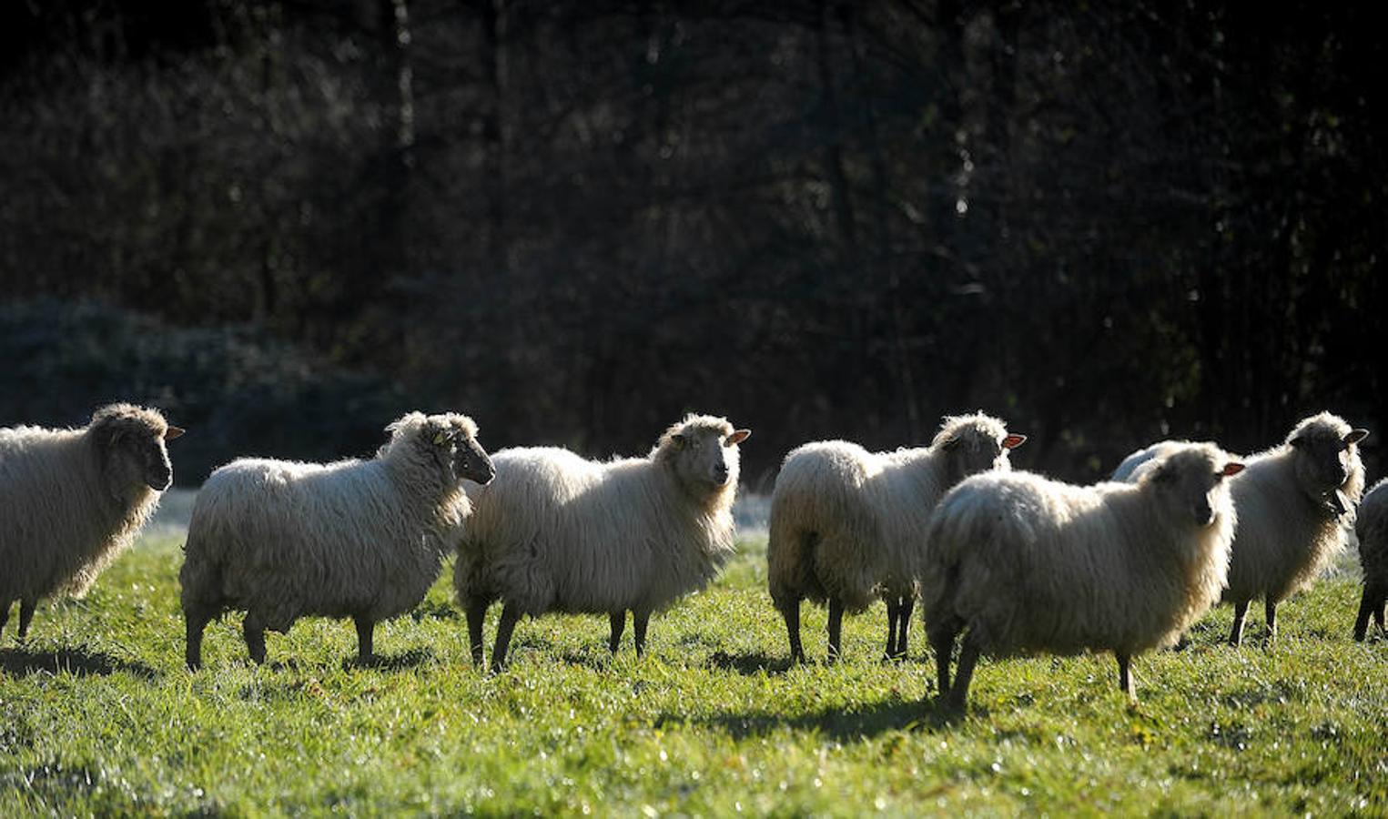 Así de fría estaba la mañana en El Regato y en Otxandio