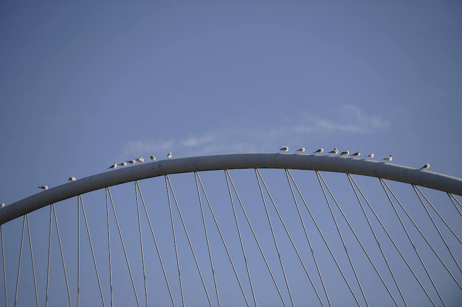 Gaviotas sobre el puente Zubizuri.