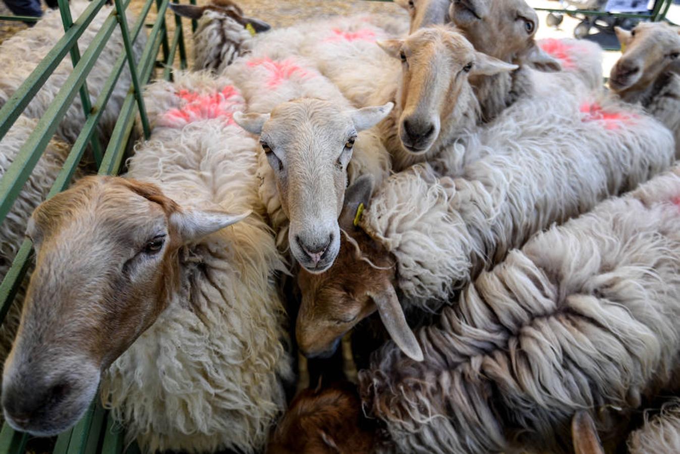 Fiesta del campo en Trucíos