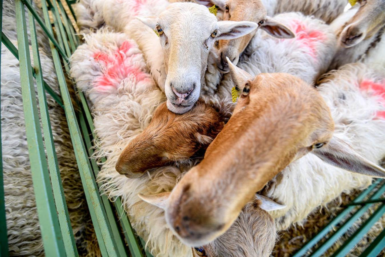 Fiesta del campo en Trucíos