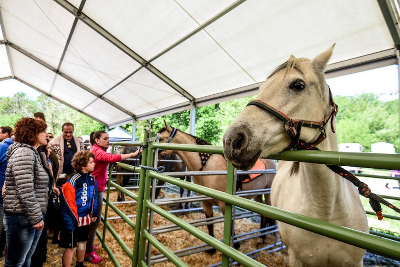 Fiesta del campo en Trucíos