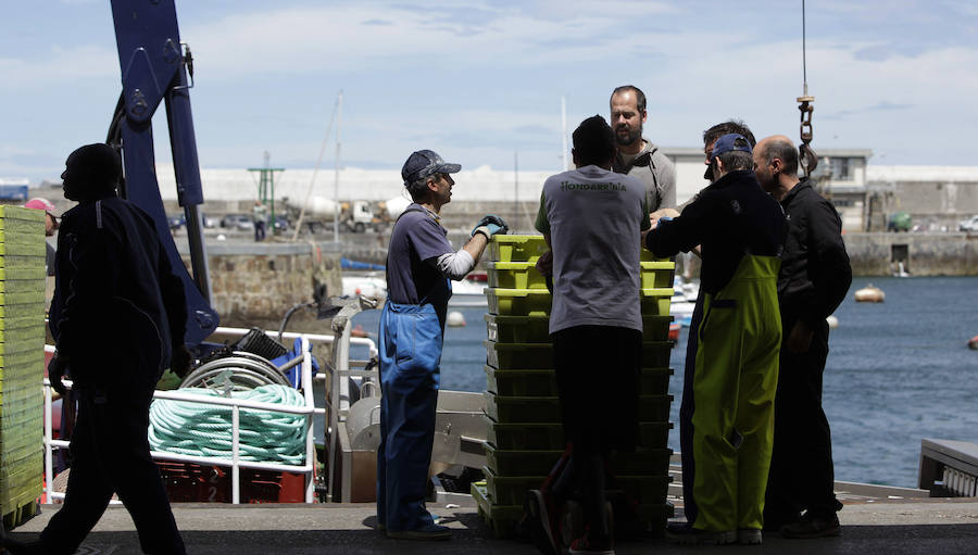 Buena captura de anchoa en Bermeo