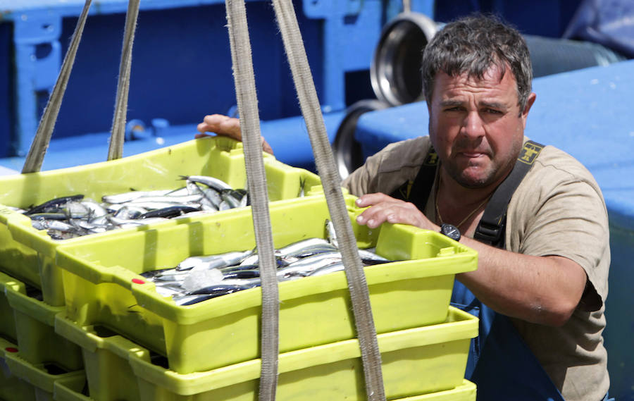 Buena captura de anchoa en Bermeo
