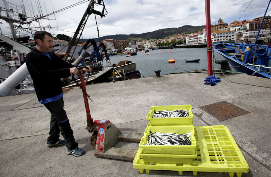 Buena captura de anchoa en Bermeo