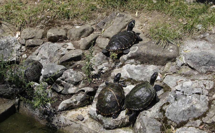 Un refugio para fauna silvestre amenazada, en Kortezubi