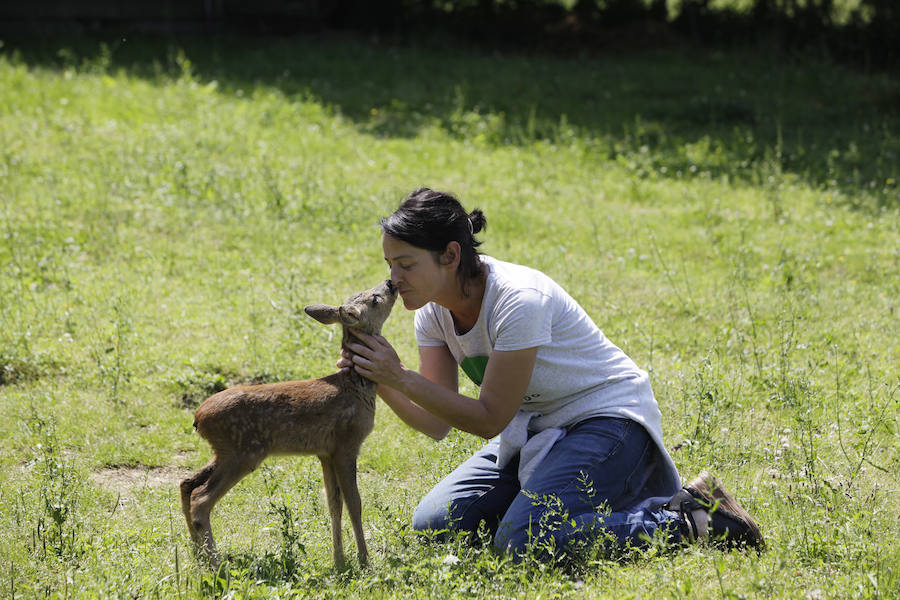 Un refugio para fauna silvestre amenazada, en Kortezubi