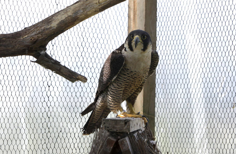 Un refugio para fauna silvestre amenazada, en Kortezubi