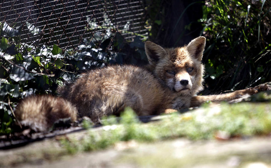 Un refugio para fauna silvestre amenazada, en Kortezubi