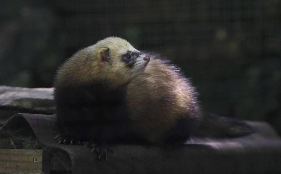Un refugio para fauna silvestre amenazada, en Kortezubi
