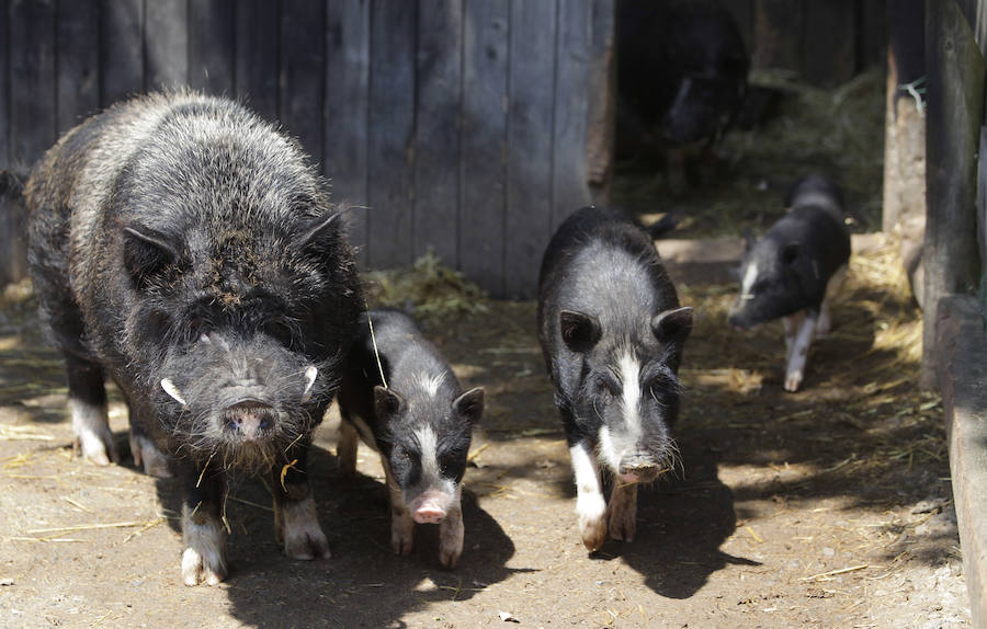 Un refugio para fauna silvestre amenazada, en Kortezubi