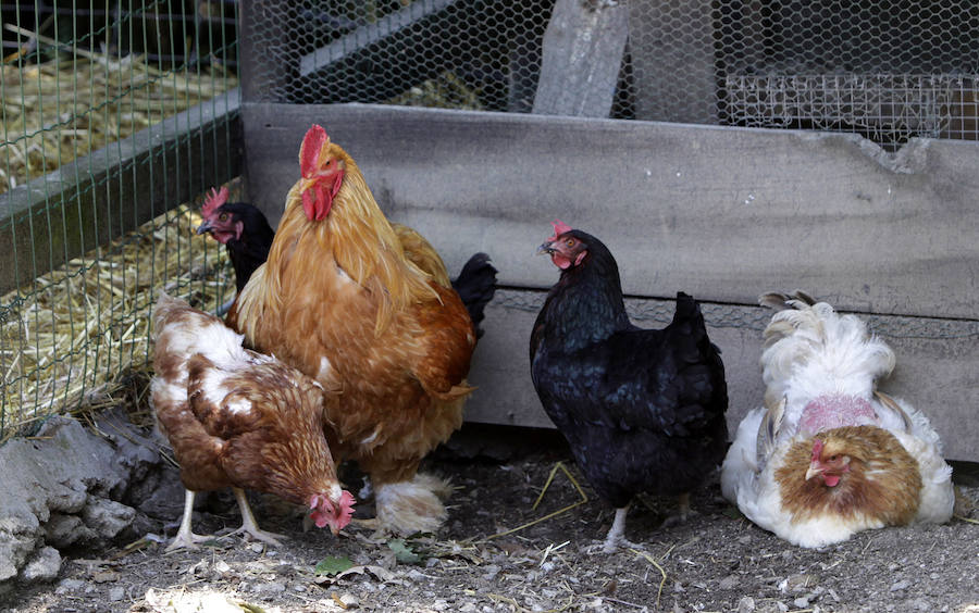 Un refugio para fauna silvestre amenazada, en Kortezubi