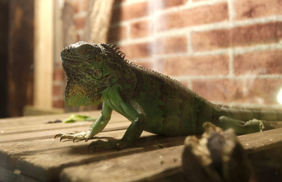 Un refugio para fauna silvestre amenazada, en Kortezubi