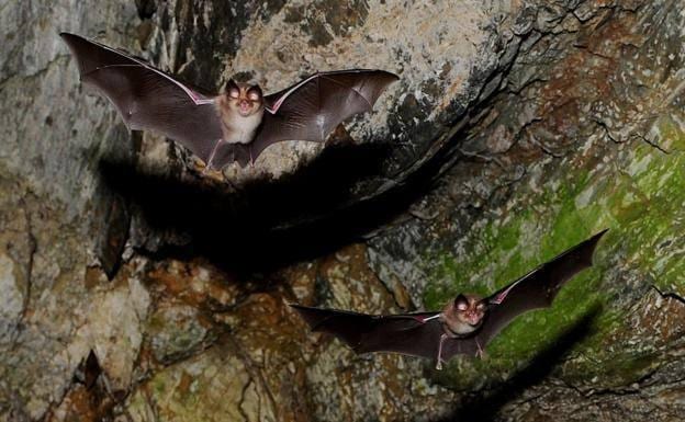 El guano del murciélago, que antaño se usaba como fertilizante para los campos, da muchas pistas a los investigadores.