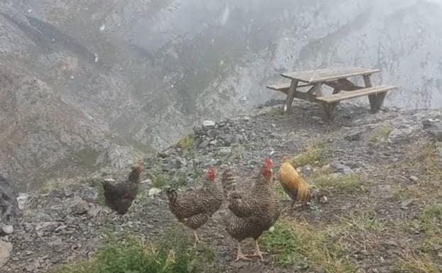 Un grupo de gallinas pasea por la montaña bajo la nieve en Picos.