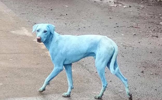 Los perros azules de India, espejo de la contaminación