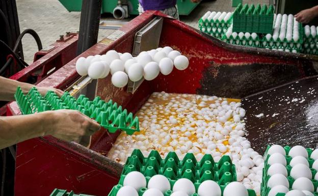 Una granja avÍcola desecha miles de huevos contaminados.