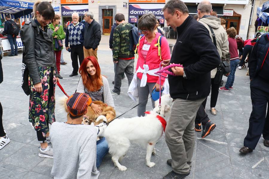 Apasos celebra su pasarela canina