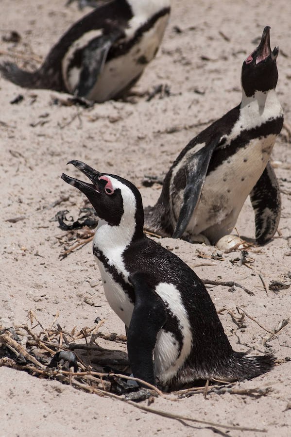 Simon's Town, colonia de pingüinos.