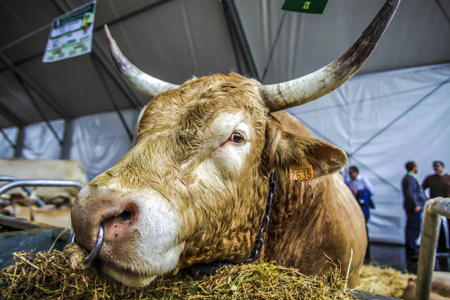 Segunda jornada del certamen de raza pirenaica de Euskadi con la elección del mejor toro y la mejor vaca, entre el total de las 121 reses que este año han entrado en liza en el certamen
